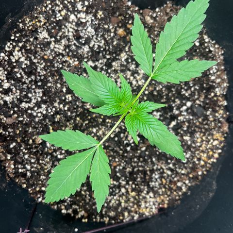 Apollo F1 HYBRID  growlog timeline photo