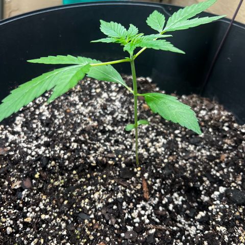 Apollo F1 HYBRID  growlog timeline photo