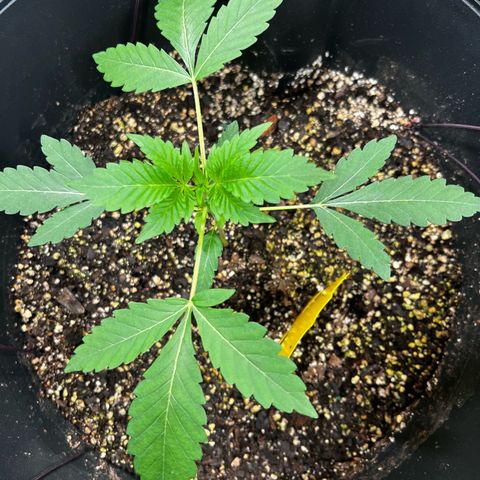 OG KUSH femininized  growlog timeline photo