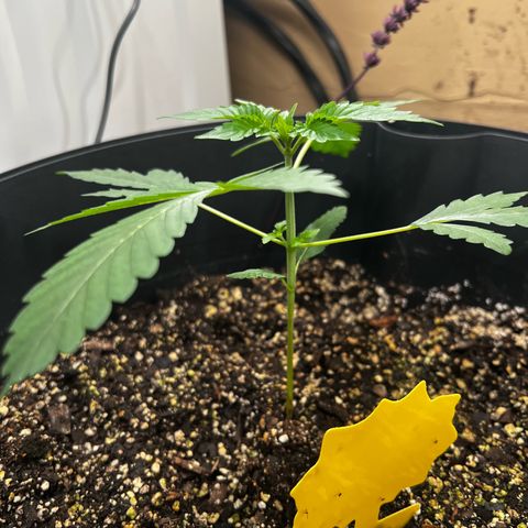 OG KUSH femininized  growlog timeline photo