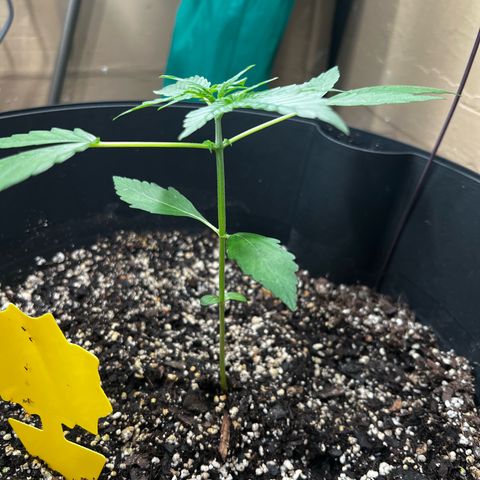 Apollo F1 HYBRID  growlog timeline photo