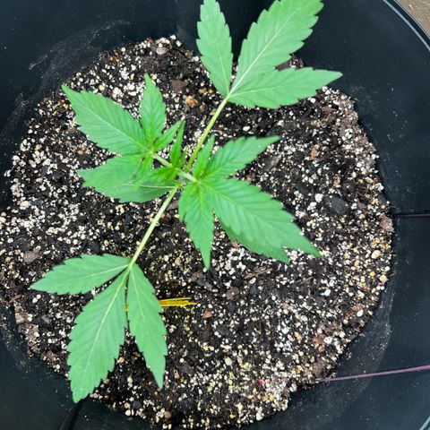 Apollo F1 HYBRID  growlog timeline photo