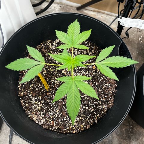 Apollo F1 HYBRID  growlog timeline photo
