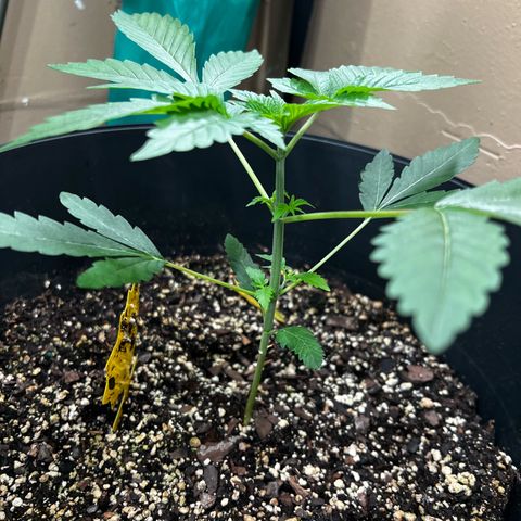OG KUSH femininized  growlog timeline photo