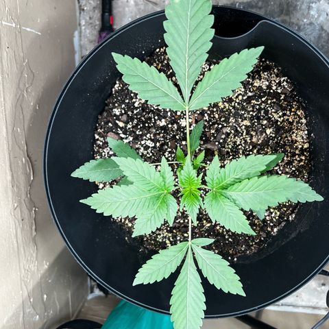 OG KUSH femininized  growlog timeline photo