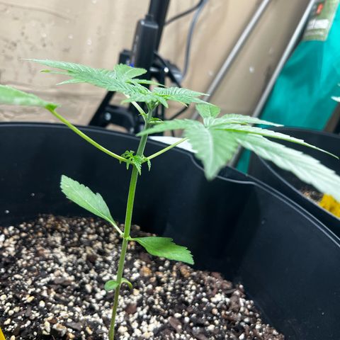 Apollo F1 HYBRID  growlog timeline photo