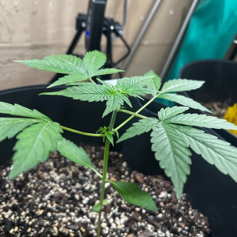Apollo F1 HYBRID  growlog timeline photo