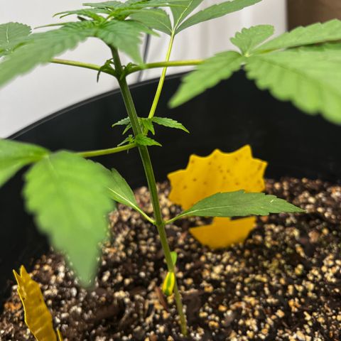 Apollo F1 HYBRID  growlog timeline photo