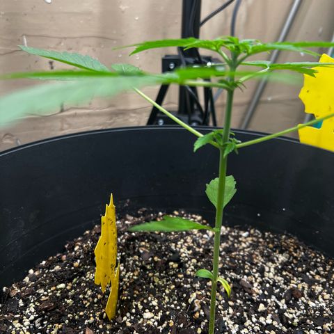 Apollo F1 HYBRID  growlog timeline photo