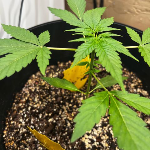 Apollo F1 HYBRID  growlog timeline photo