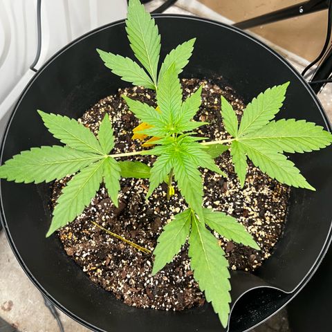 Apollo F1 HYBRID  growlog timeline photo