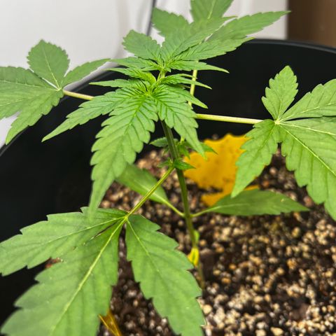 Apollo F1 HYBRID  growlog timeline photo