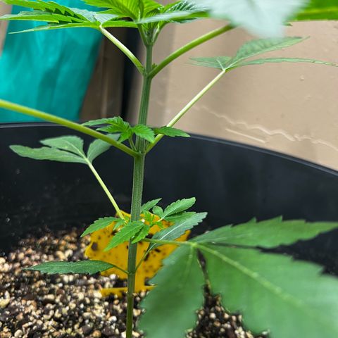 OG KUSH femininized  growlog timeline photo