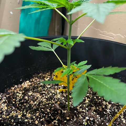 OG KUSH femininized  growlog timeline photo
