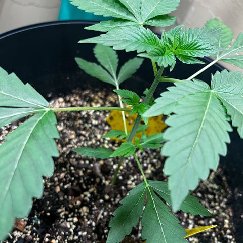 OG KUSH femininized  growlog timeline photo