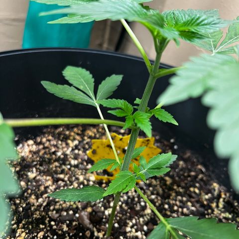 OG KUSH femininized  growlog timeline photo