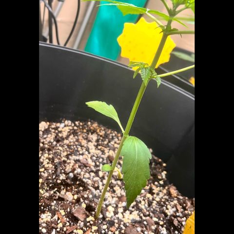 Apollo F1 HYBRID  growlog photo:  Mini thermostat fell and clean broke one of the branches. I’ll be watering tomorrow to stay consistent with the feeding schedule. Also I want to see how she’ll look in the morning leaving it be..
