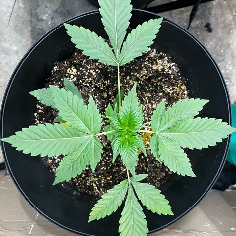 OG KUSH femininized  growlog timeline photo