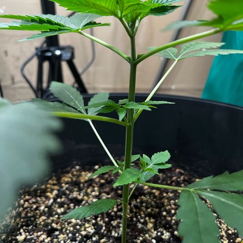 OG KUSH femininized  growlog timeline photo