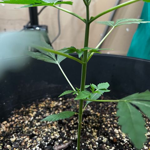 OG KUSH femininized  growlog timeline photo