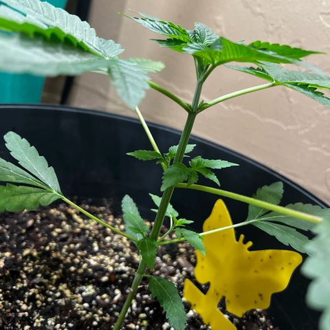OG KUSH femininized  growlog timeline photo