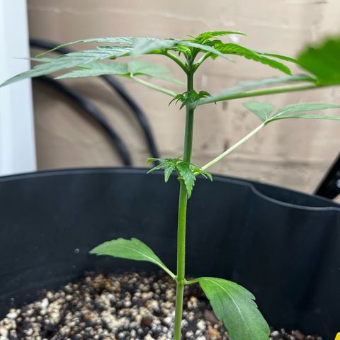 Apollo F1 HYBRID  growlog timeline photo