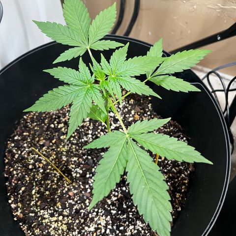 Apollo F1 HYBRID  growlog timeline photo
