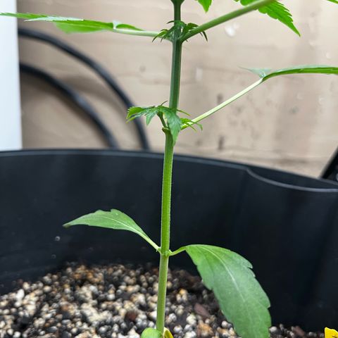 Apollo F1 HYBRID  growlog timeline photo