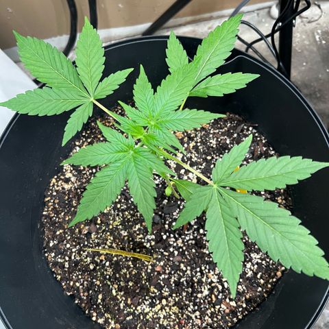 Apollo F1 HYBRID  growlog timeline photo