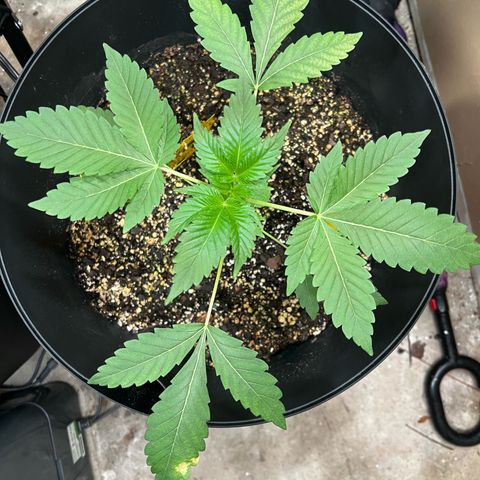 OG KUSH femininized  growlog timeline photo