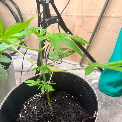 Apollo F1 HYBRID  growlog timeline photo