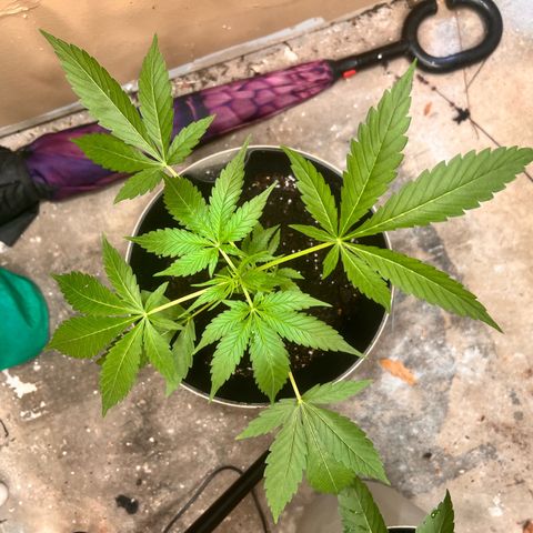 Apollo F1 HYBRID  growlog timeline photo