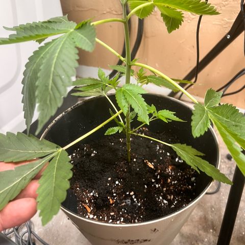 OG KUSH femininized  growlog timeline photo