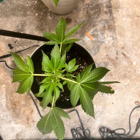 OG KUSH femininized  growlog timeline photo