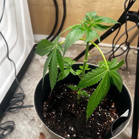 OG KUSH femininized  growlog photo: After a couple days of the transplant, OG  was showing major signs of stress so I did remove some leaves to lighten the load and now she’s standing up staright…