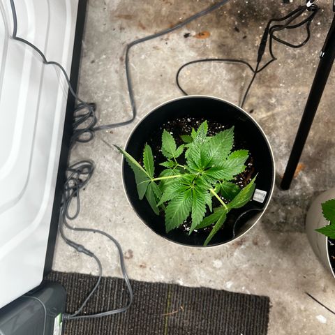 OG KUSH femininized  growlog photo: After a couple days of the transplant, OG  was showing major signs of stress so I did remove some leaves to lighten the load and now she’s standing up staright…