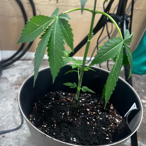 OG KUSH femininized  growlog photo: After a couple days of the transplant, OG  was showing major signs of stress so I did remove some leaves to lighten the load and now she’s standing up staright…