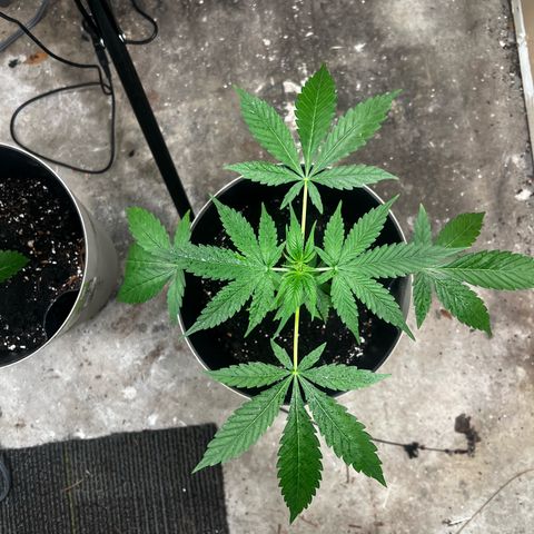 Apollo F1 HYBRID  growlog photo: AF1 is holding on strong after transplant it actually never looked stressed, didn’t lean over like the OG did before it bounced back.