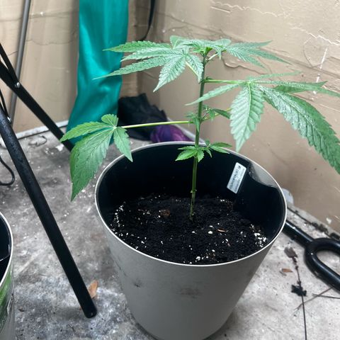 Apollo F1 HYBRID  growlog photo: AF1 is holding on strong after transplant it actually never looked stressed, didn’t lean over like the OG did before it bounced back.