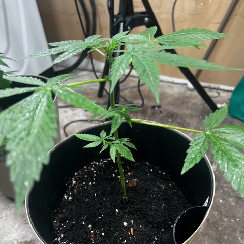 Apollo F1 HYBRID  growlog photo: AF1 is holding on strong after transplant it actually never looked stressed, didn’t lean over like the OG did before it bounced back.
