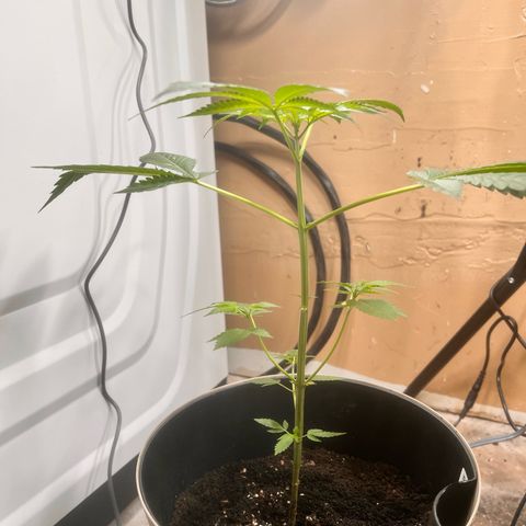 OG KUSH femininized  growlog timeline photo