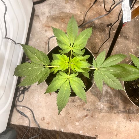OG KUSH femininized  growlog timeline photo