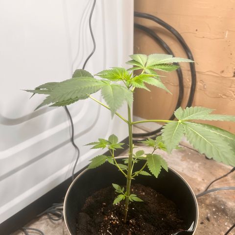 OG KUSH femininized  growlog timeline photo