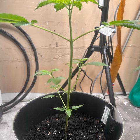OG KUSH femininized  growlog timeline photo
