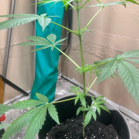 Apollo F1 HYBRID  growlog timeline photo
