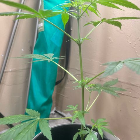 Apollo F1 HYBRID  growlog timeline photo