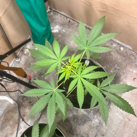 Apollo F1 HYBRID  growlog timeline photo