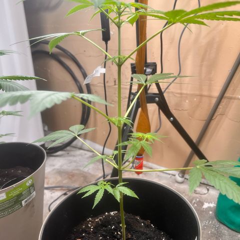 Apollo F1 HYBRID  growlog timeline photo