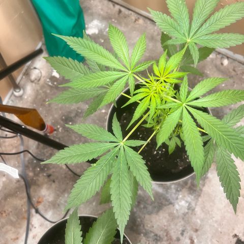 Apollo F1 HYBRID  growlog timeline photo