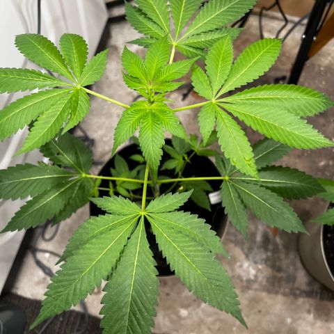 OG KUSH femininized  growlog timeline photo